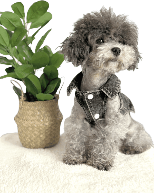 Poodle wearing Black Denim Dog Summer Dress with Removable white frills and collars, from Puppy Clothes