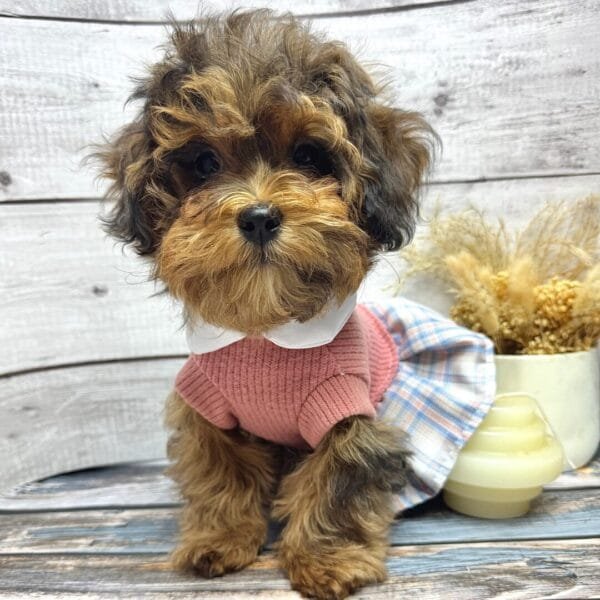 Smart Dog Dress Alt