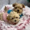 Tiny Puppy Tops Alt