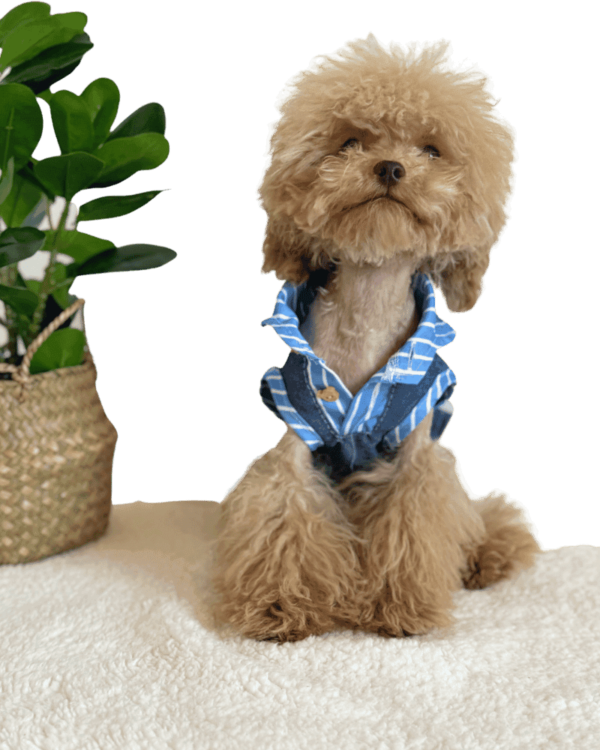 Blue Stripe Denim Shirt Maltipoo wearing Blue Stripe Summer Shirt from Puppy Clothes