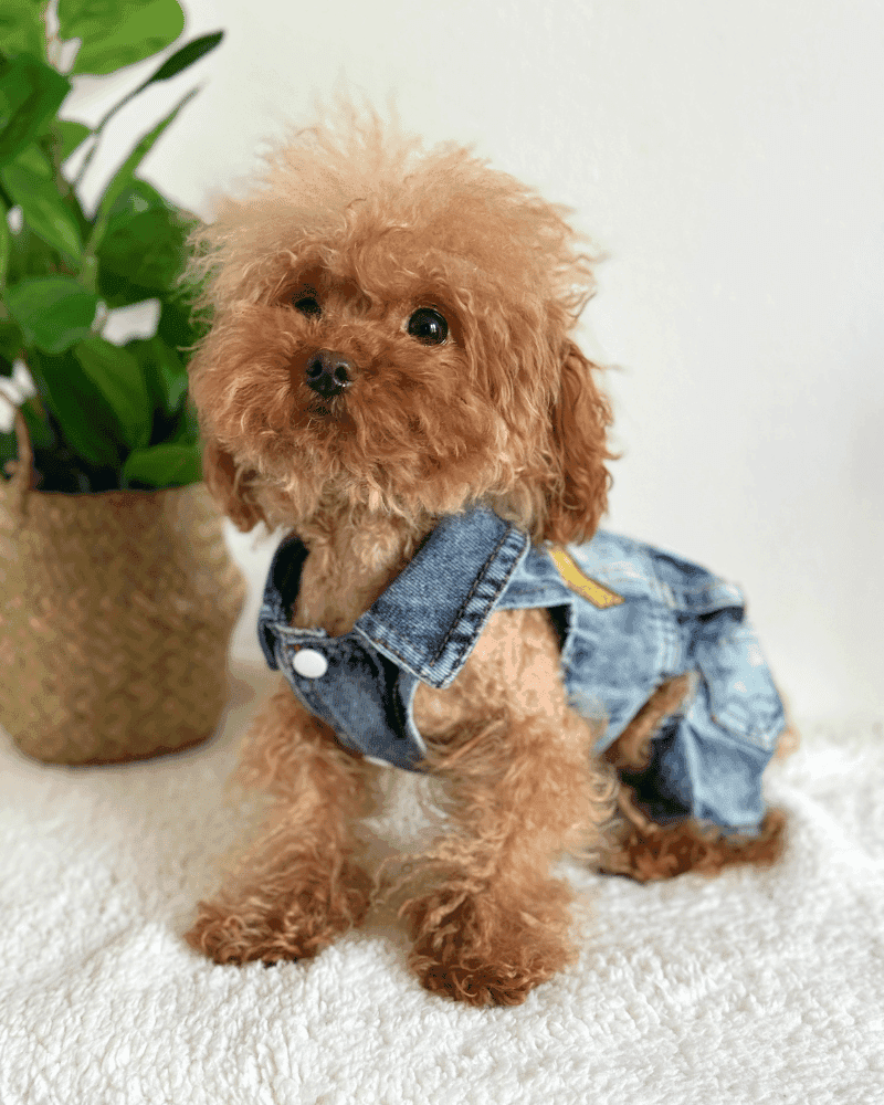 Denim Biker Style Jacket with Jeans 1