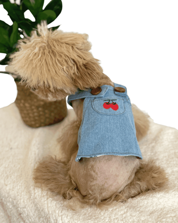 Maltipoo wearing Cute Summer Denim Dress from Puppy Clothes
