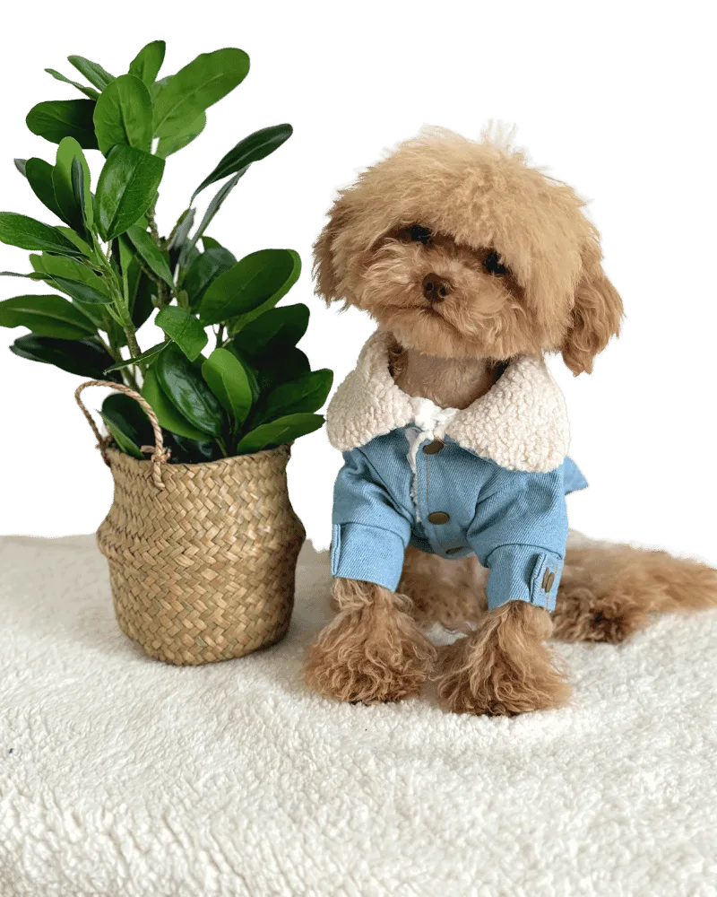 Maltipoo wearing a Denim Fleece Collar Jacket, with buttons and embroidery on back, from Puppy Clothes
