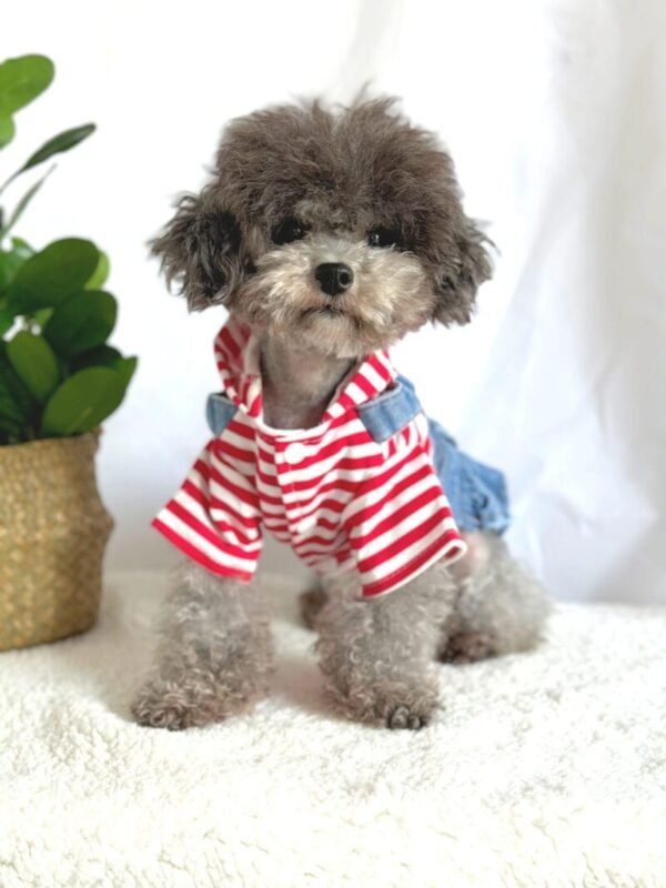 Denim Strap Dress with Red and White Striped Hoodie 2 Small Dog Denim Summer Dress with Hoodie
