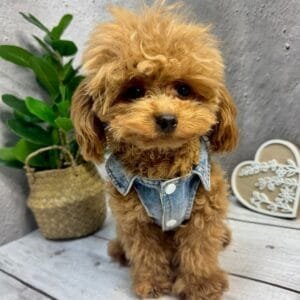 All Season Light Denim Dog Jacket Alt