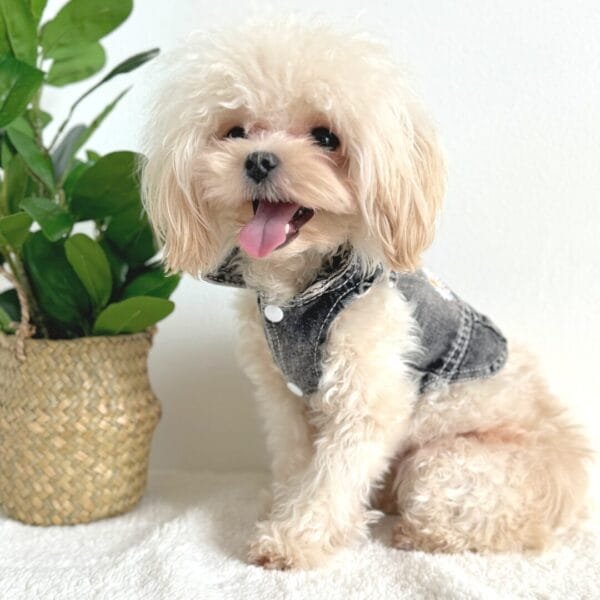 Black Denim Dog Shirt Alt Black Denim Dog Shirt Alt