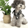 Collar Black Denim Dress with Frills Poodle wearing Black Denim Dog Summer Dress with Removable white frills and collars, from Puppy Clothes