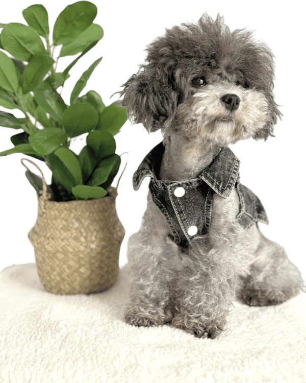Collar Black Denim Dress with Frills Poodle wearing Black Denim Dog Summer Dress with Removable white frills and collars, from Puppy Clothes