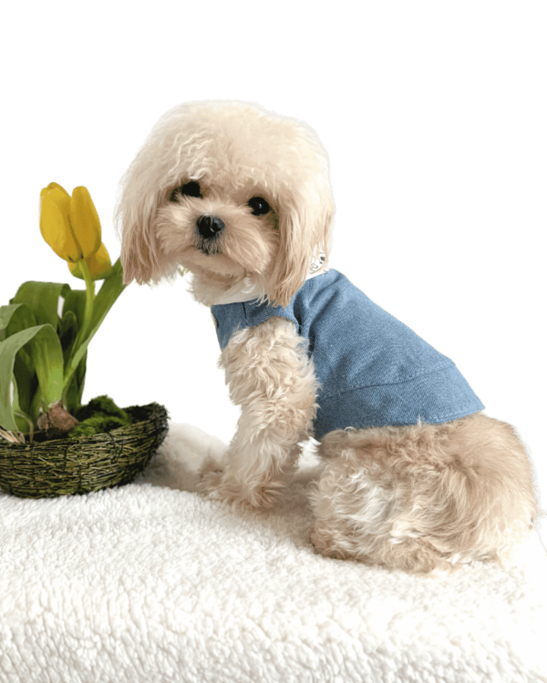 Denim Jacket with Teddy Print Hoodie Maltipoo wearing Denim Dog Jacket with adorable teddy print hoodie, from Puppy Clothes