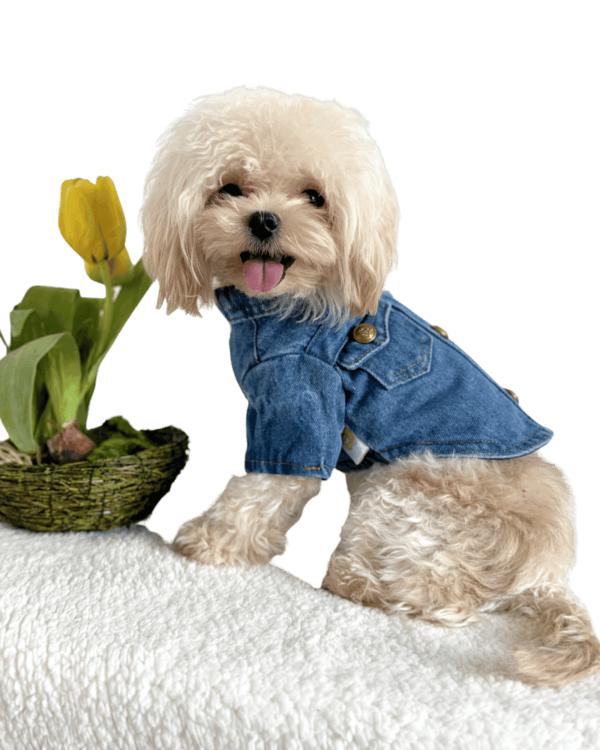 Denim Shirt with Pockets and Gold Buttons Maltipoo wearing Quality Denim Dog Shirt for small dogs with gold buttons and double breasted (style) pockets, from Puppy Clothes