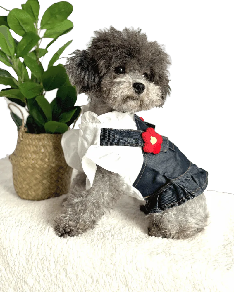 Poodle wearing Dark Denim Style Dog Dress with Blouse and beautiful red crocket style flower on non adjustable straps, from Puppy Clothes