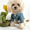 Designer Style Denim Jacket 1 Designer Style Dog Jacket
