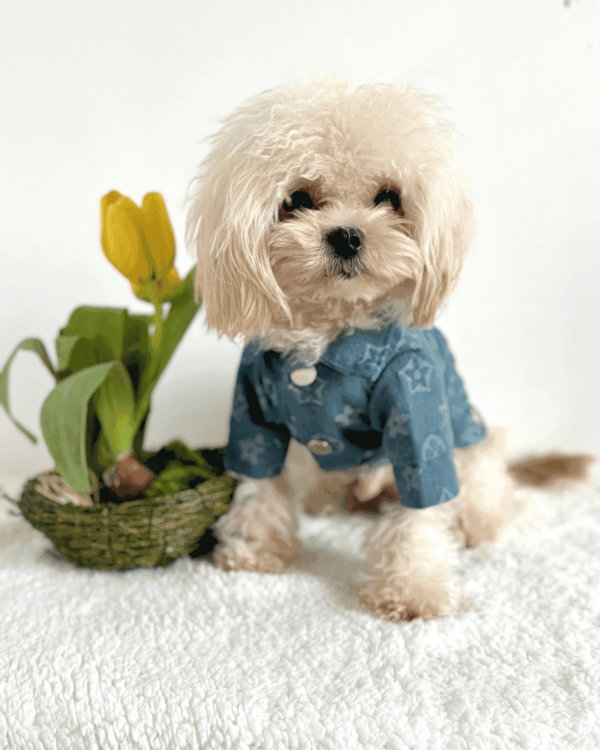 Designer Style Denim Jacket 2 Designer Style Dog Jacket