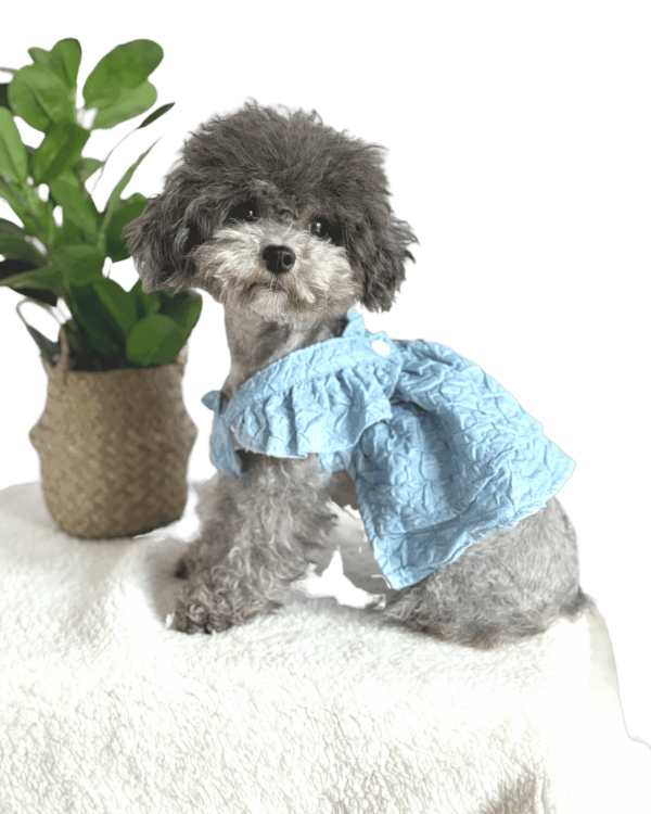 Light Denim Embossed Style Dress Poodle wearing Light Denim Dress with tag that reads 'Hand Made', pretty light blue, embossed style dress, from Puppy Clothes