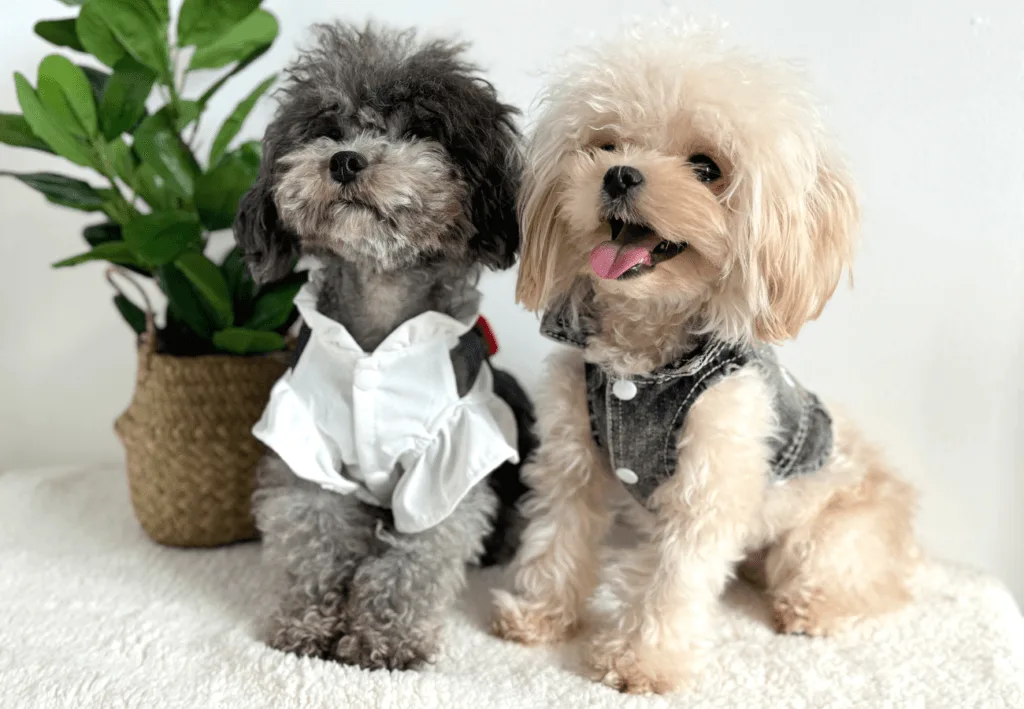 Dog Clothes