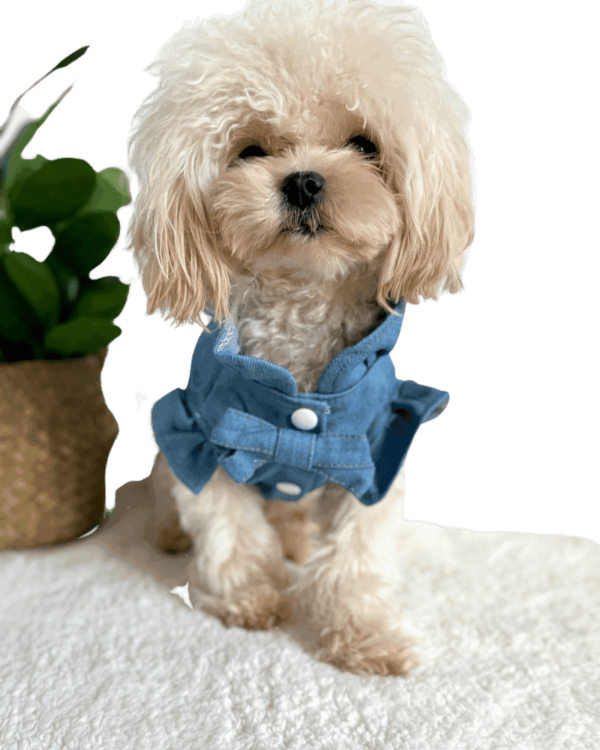 Maltipoo wearing Summer Light Blue Dog Blouse with bow, from Puppy Clothes
