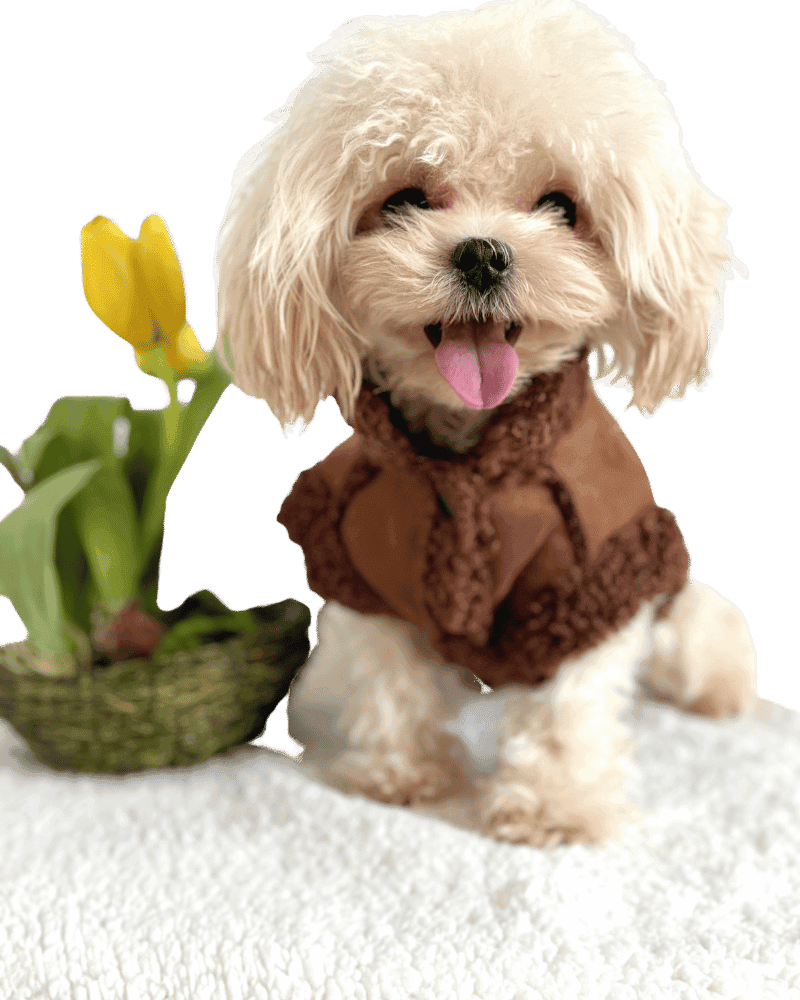 Maltipoo wearing Brown Winter 'Fleece' Style Dog Jacket, from Puppy Clothes
