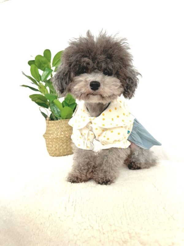 Yellow Polkadot Denim Dress 4 Denim Style Summer Dog Dress
