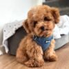 Dark Denim Harness Puppy