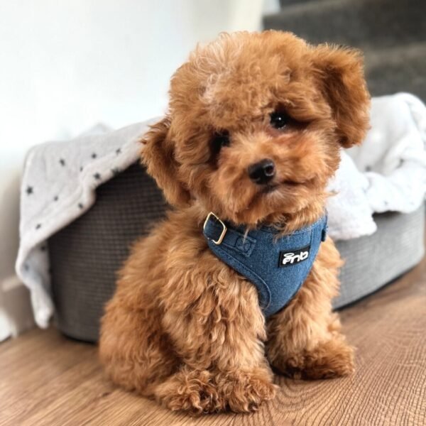 Dark Denim Harness Puppy