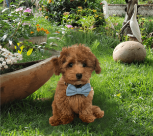 Light Denim Dog Bow Tie Pic