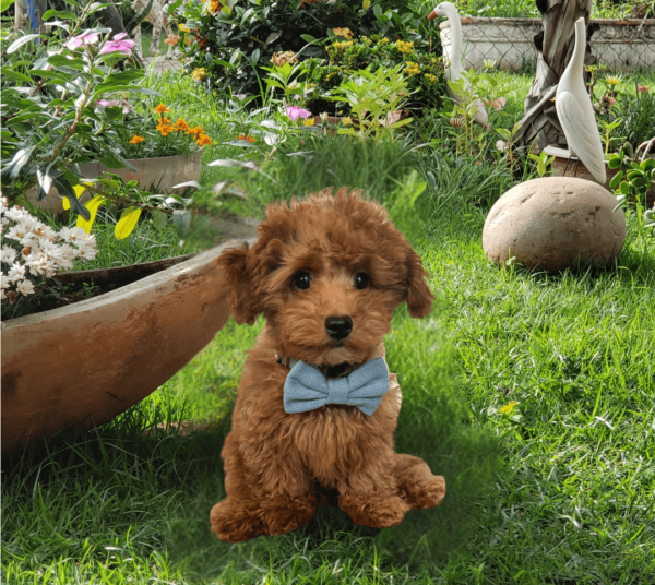 Light Denim Dog Bow Tie Pic Light Denim Dog Bow Tie Pic