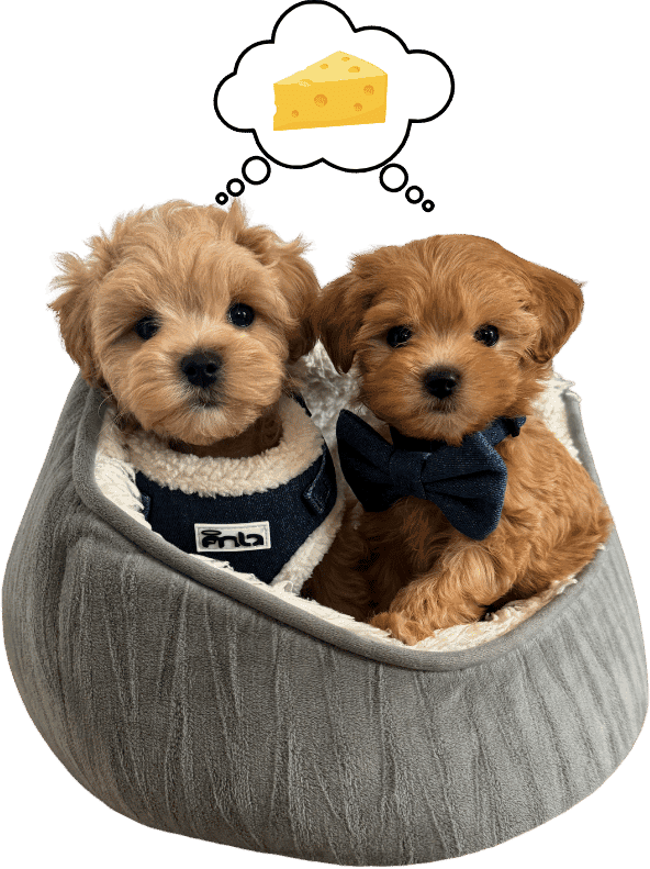 2 puppies in a basket