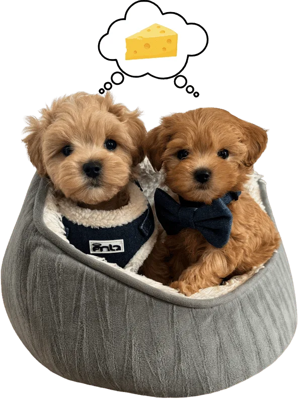 2 puppies in a basket