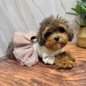 Classy Dog Dress Alt