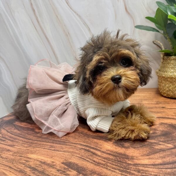 Classy Dog Dress Alt