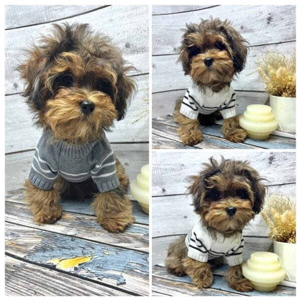 Cosy Knitted Dog Jumper Alt Cosy Knitted Dog Jumper Alt