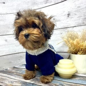 Cute Knitted Dog Dress Alt