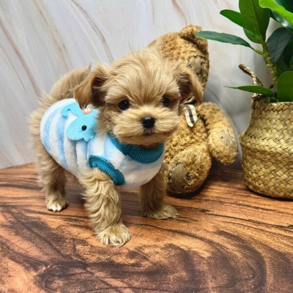 Cute Puppy Textured Tops Alt Cute Puppy Textured Tops Alt