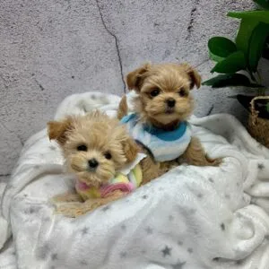 Cute Puppy Tops Alt