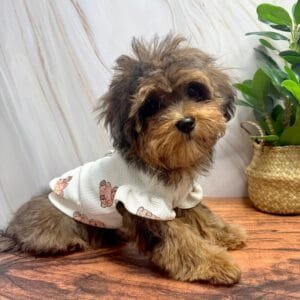 Cute Teddy Puppy Top