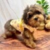 Dog Jacket Teddy Bear Print Alt