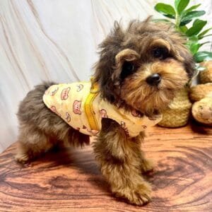 Dog Jacket Teddy Bear Print Alt