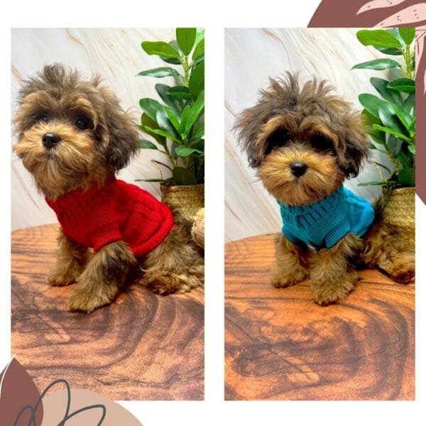 High Collar Knitted Dog Jumpers Alt High Collar Knitted Dog Jumpers Alt
