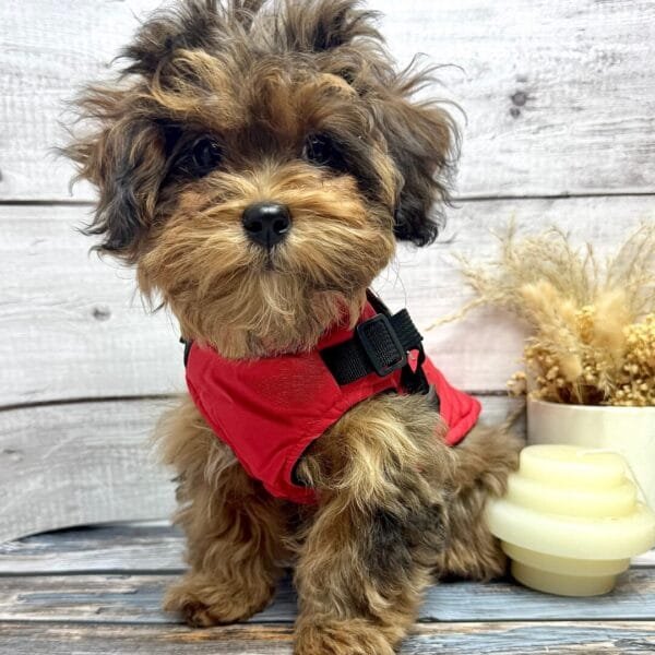 Outdoor Dog Jacket Alt