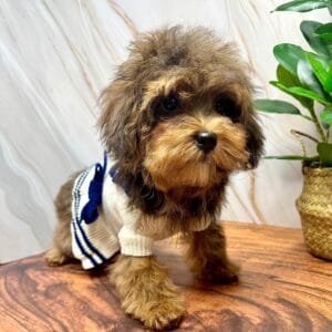 Pretty Knitted Puppy Dress Alt