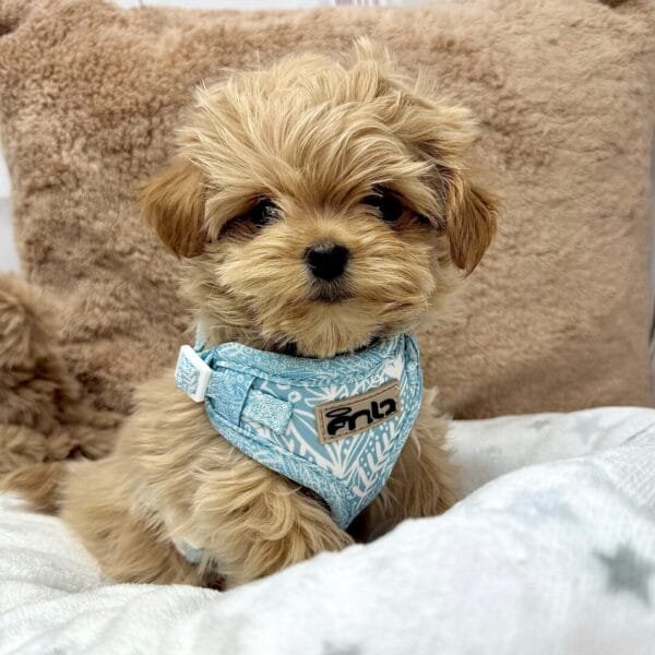 Spring Blue Harness Alt Spring Blue Harness Alt