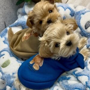 Teddy Bear Print Dog Jumpers Alt