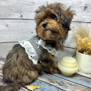 Tiny Dog Dress Alt