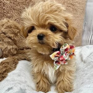 Pretty Floral Puppy Bow