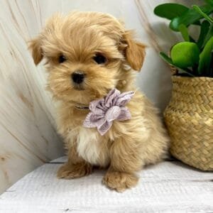 Spring Pink Puppy Bow