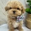 Spring Summer Cute Floral Puppy Bow Alt Spring Summer Cute Floral Puppy Bow