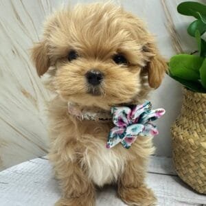 Spring Summer Cute Floral Puppy Bow