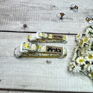 Yellow Spring Dog Collar Front Yellow Spring Dog Collar