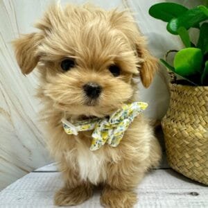 Yellow Spring Puppy Bow